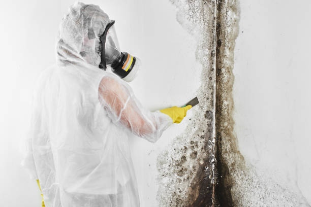 Home Mold Removal in Lake Kerr, FL