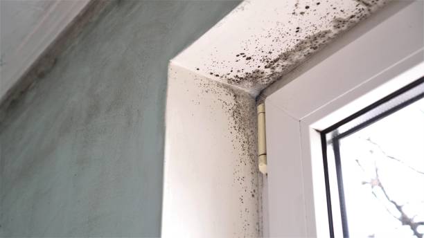Best Mold Remediation  in Lake Kerr, FL