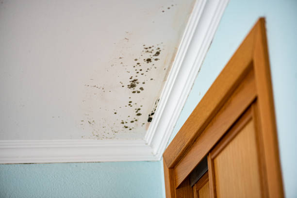 Best Same-Day Mold Removal  in Lake Kerr, FL