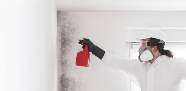 Best Fast Mold Removal  in Lake Kerr, FL