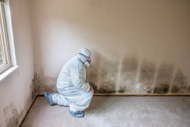 Best Mold Damage Repair  in Lake Kerr, FL