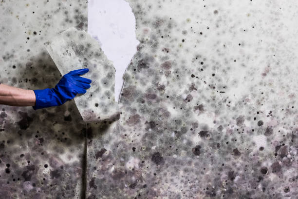 Best Office Mold Removal Services  in Lake Kerr, FL