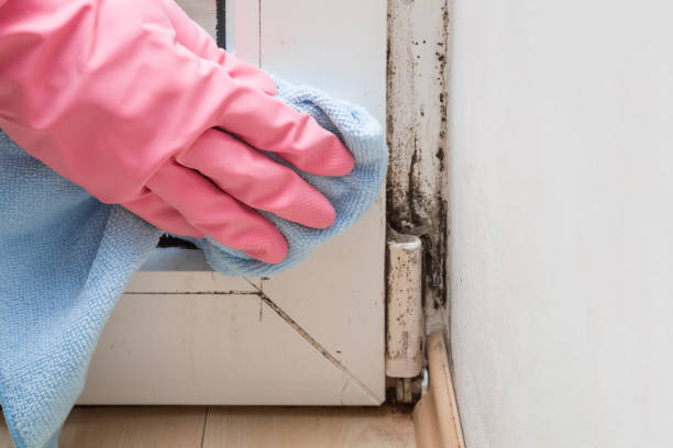 Best Mold Removal Near Me  in Lake Kerr, FL